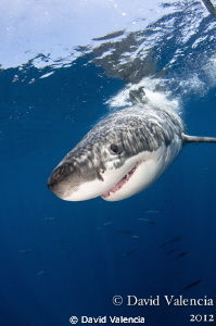 It's the beginning of shark week and Guadalupe season. Th... by David Valencia 